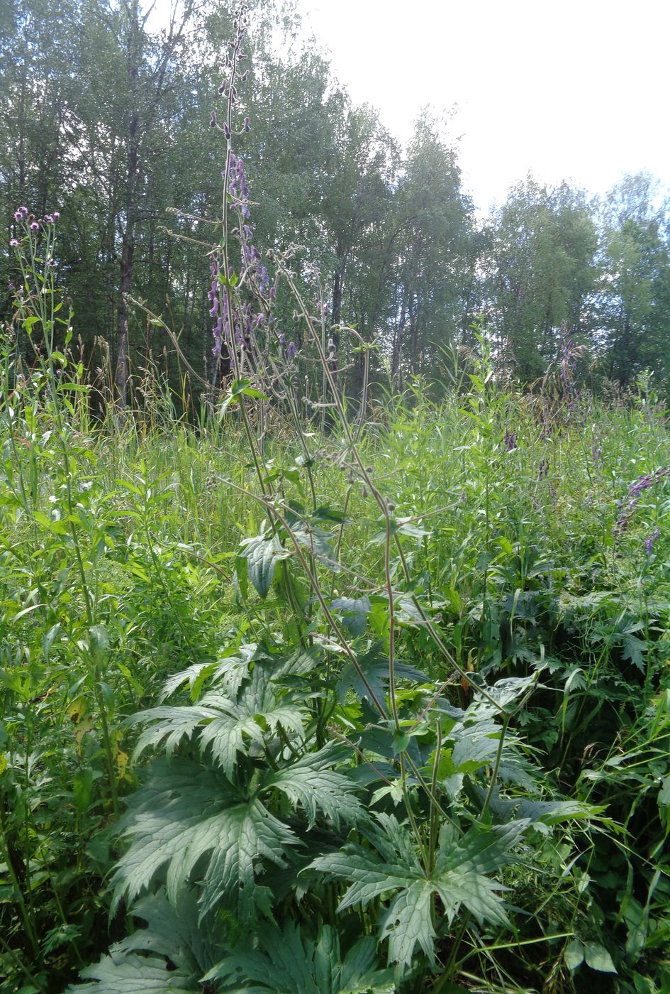 Изображение особи Aconitum septentrionale.