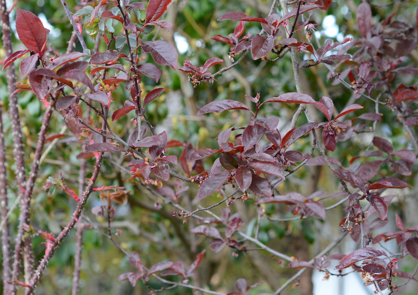 Image of genus Cerasus specimen.