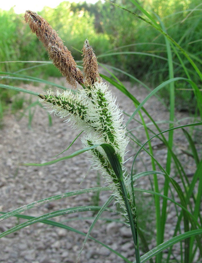 Image of Carex aquatilis specimen.