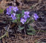 Viola rupestris