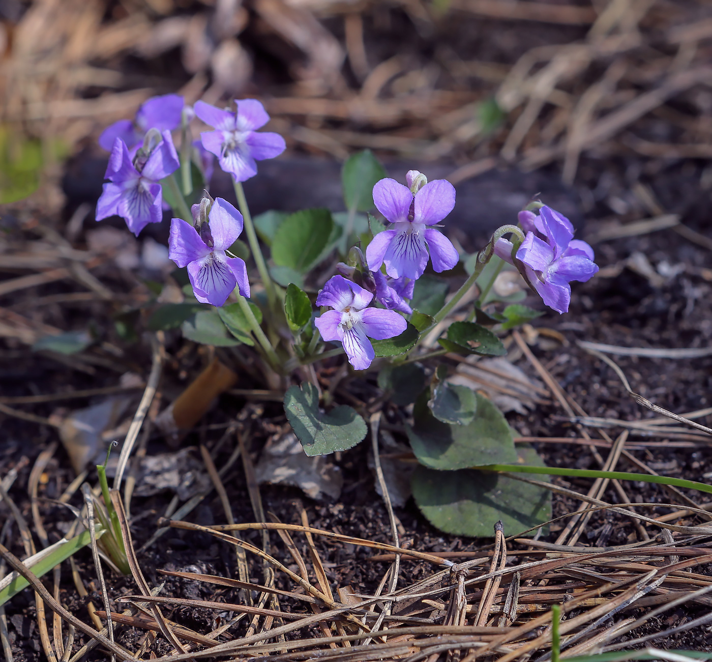 Image of Viola rupestris specimen.