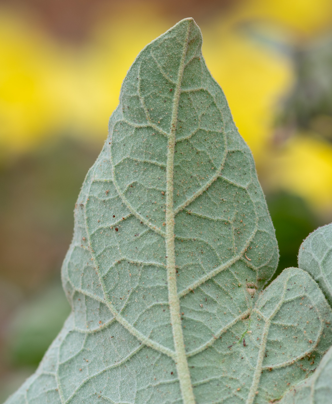 Image of Solanum lichtensteinii specimen.