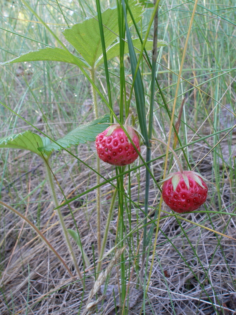 Изображение особи Fragaria viridis.