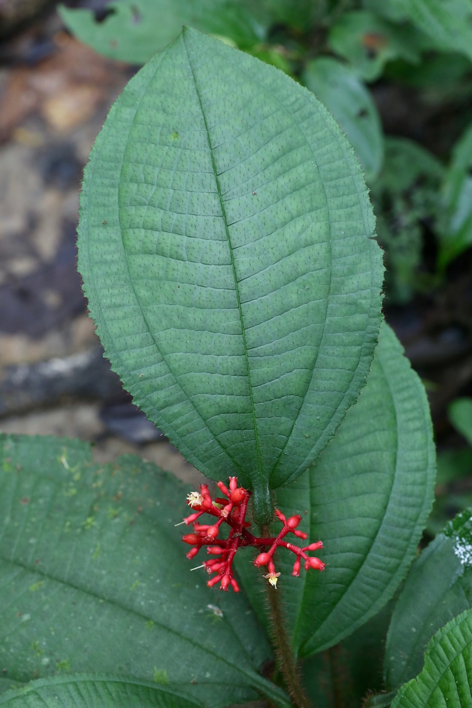 Изображение особи Miconia caquetana.