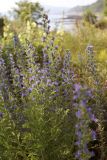 Echium vulgare