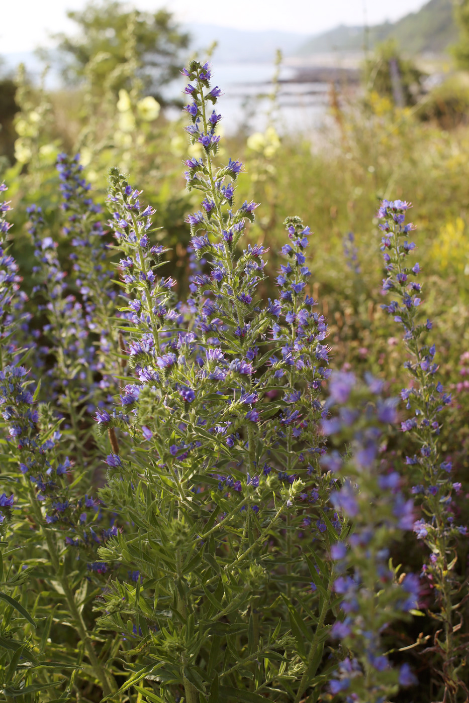 Изображение особи Echium vulgare.