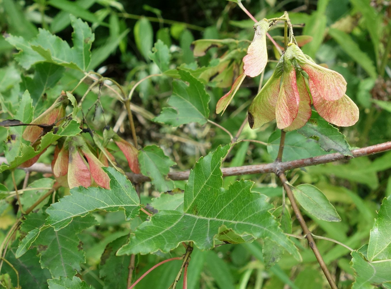 Image of Acer ginnala specimen.