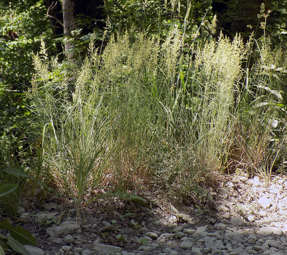 Image of Poa nemoralis specimen.