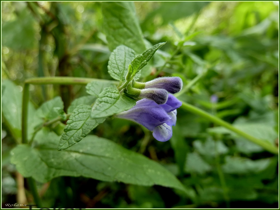 Image of Scutellaria galericulata specimen.