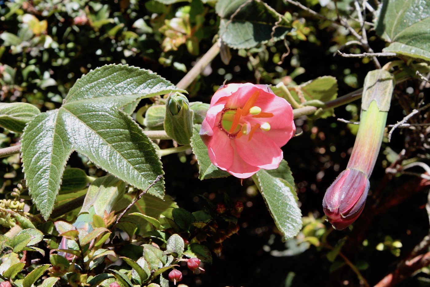 Image of Passiflora mollissima specimen.