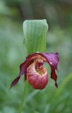 Cypripedium &times; ventricosum