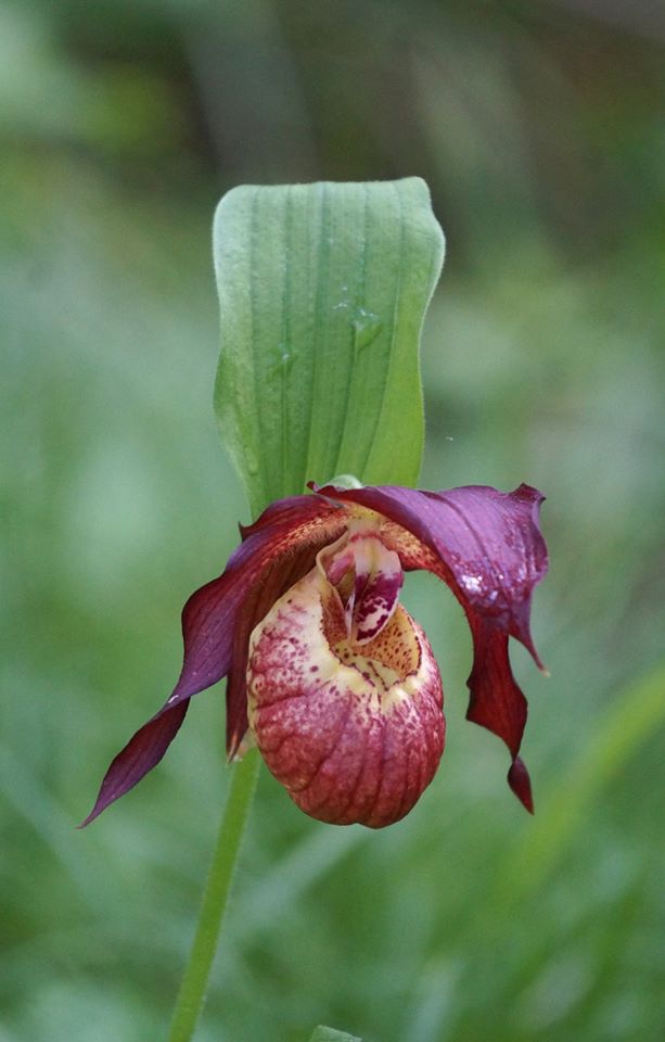 Image of Cypripedium &times; ventricosum specimen.