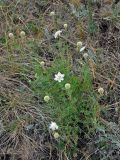 Lomelosia isetensis. Цветущее и плодоносящее растение. Башкирия, Учалинский р-н, хребет Нурали, ≈ 700 м н.у.м., сухой склон. 22.07.2020.