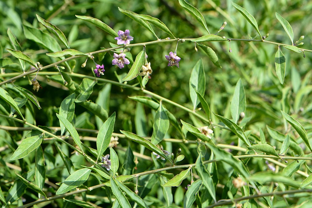 Image of Lycium depressum specimen.