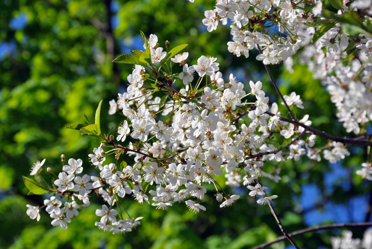 Изображение особи Cerasus vulgaris.