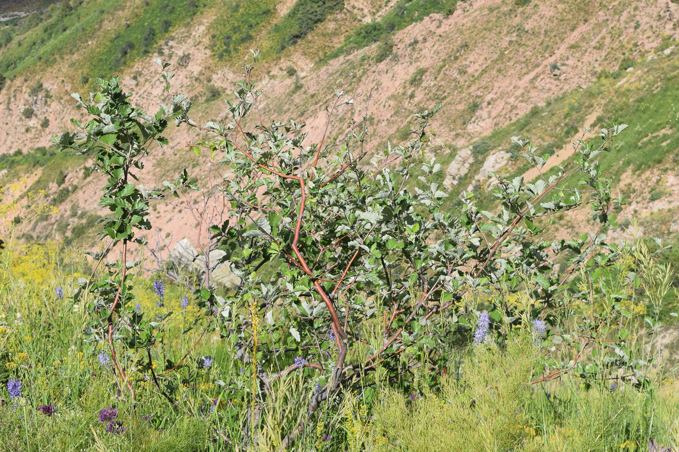 Image of Sorbus persica specimen.