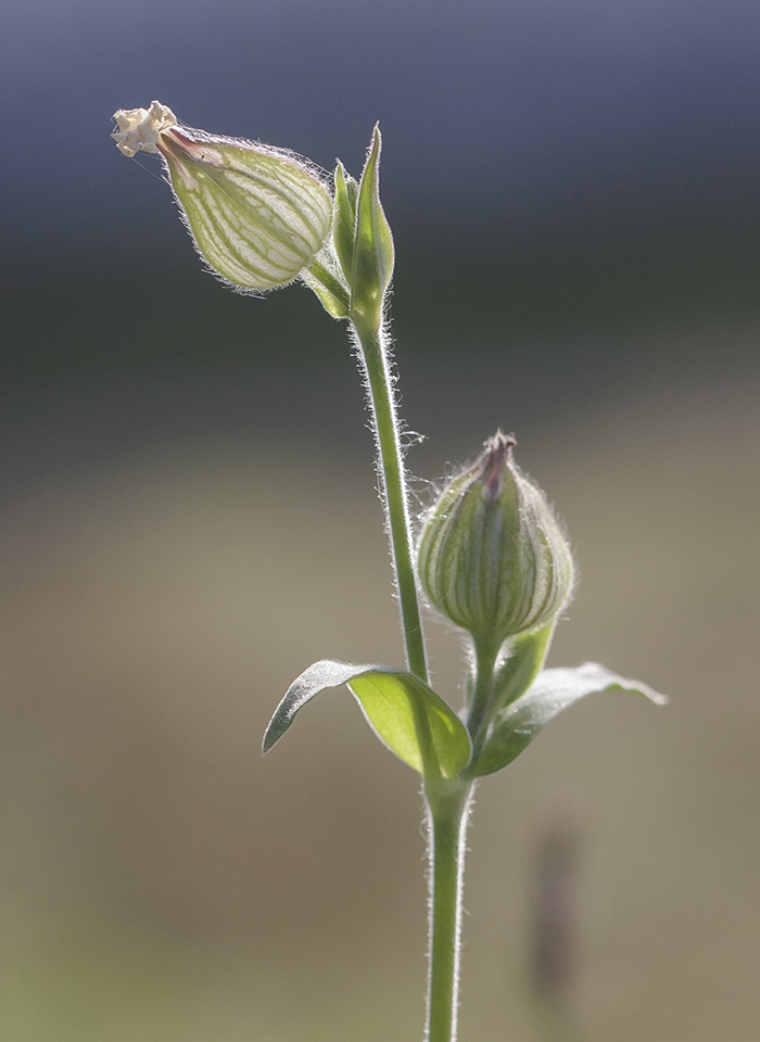 Image of Melandrium album specimen.