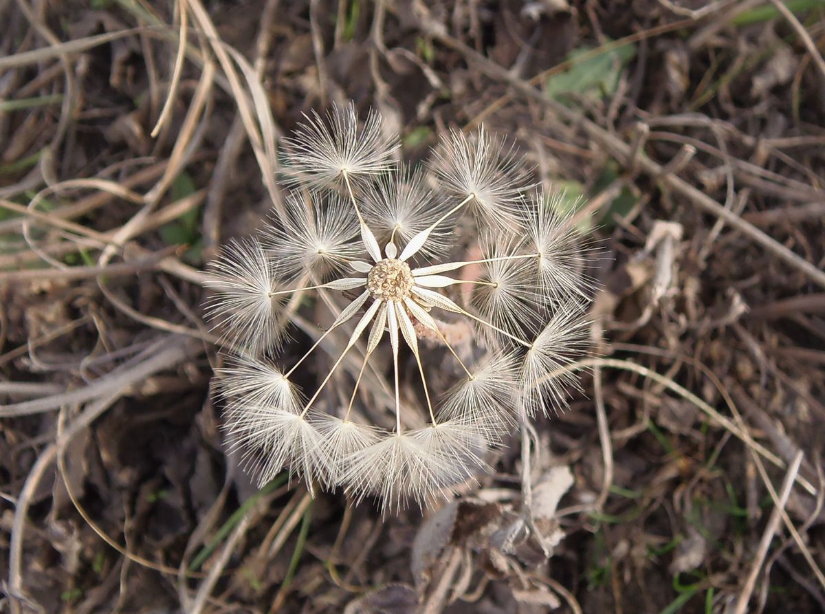 Изображение особи Taraxacum serotinum.