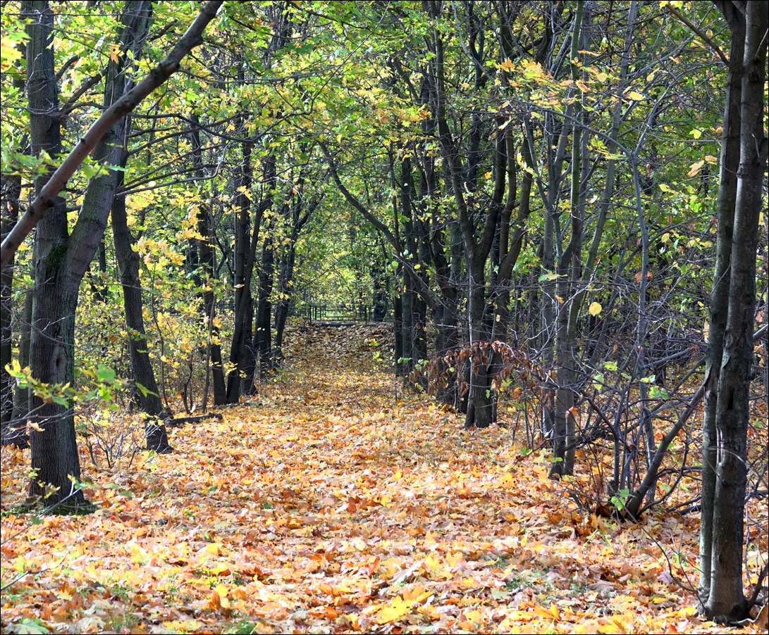Image of Acer platanoides specimen.