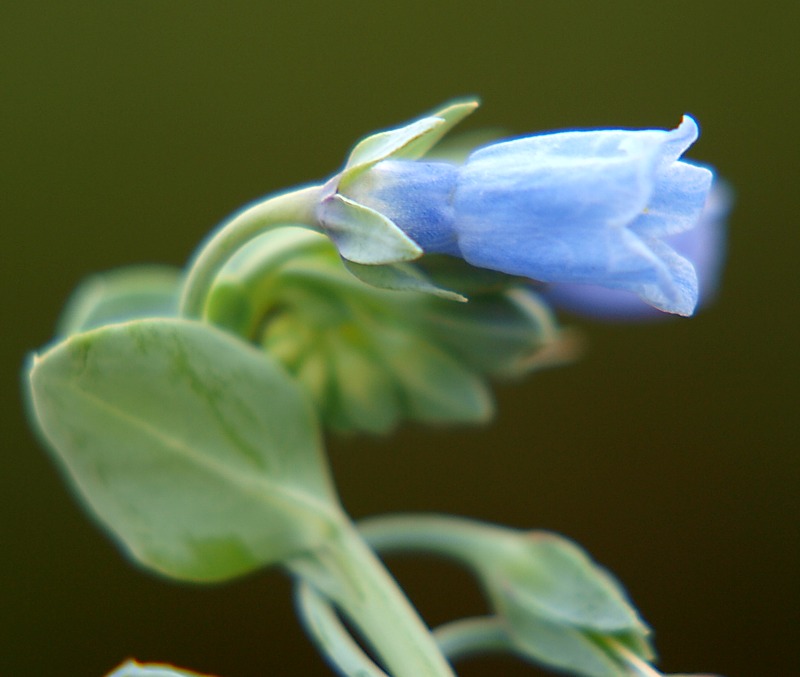 Изображение особи Mertensia maritima.