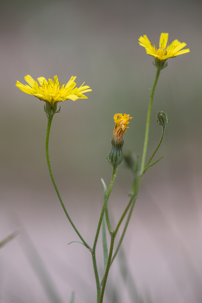 Изображение особи Crepis tectorum.