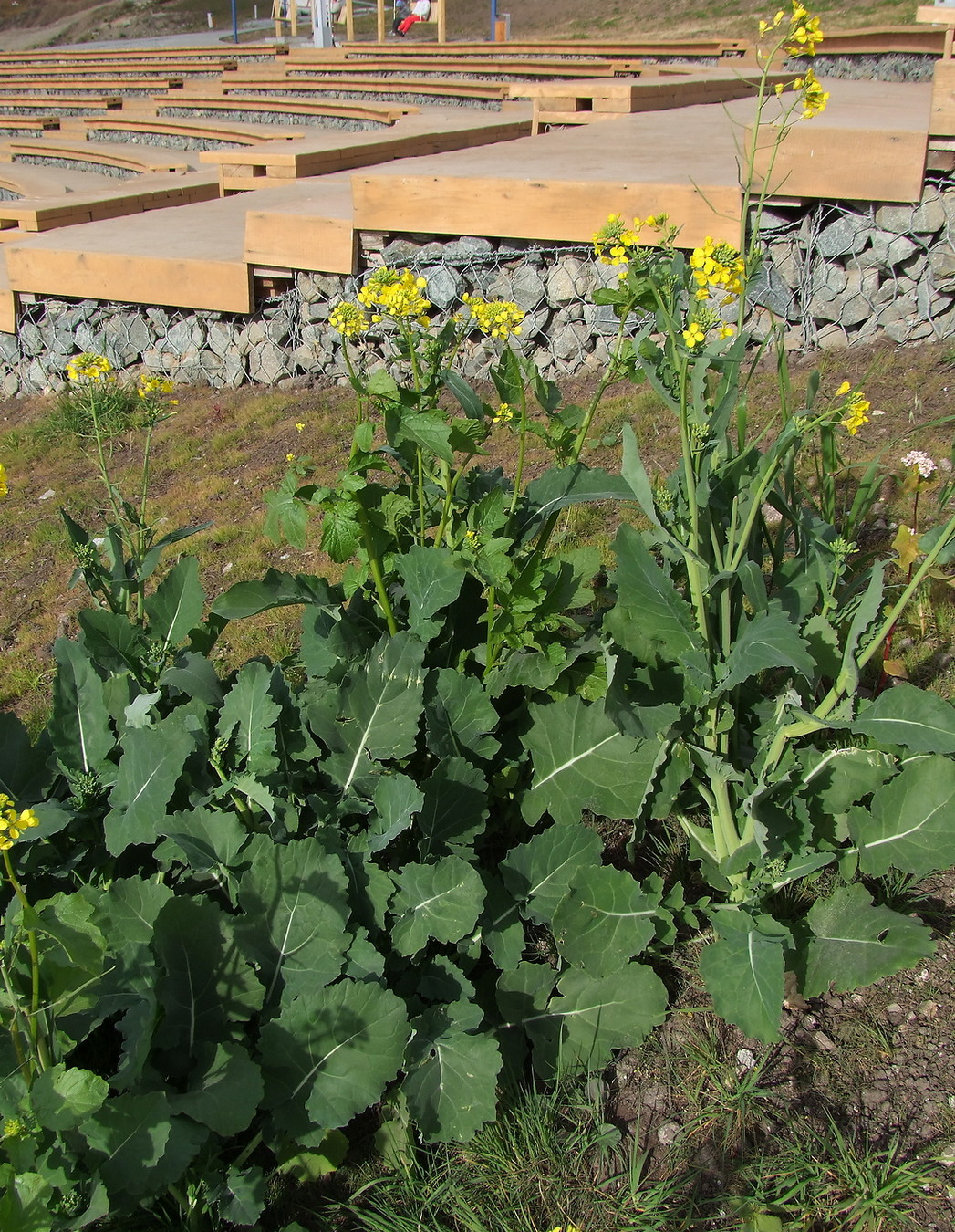 Изображение особи Brassica napus.