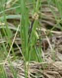 Carex cespitosa