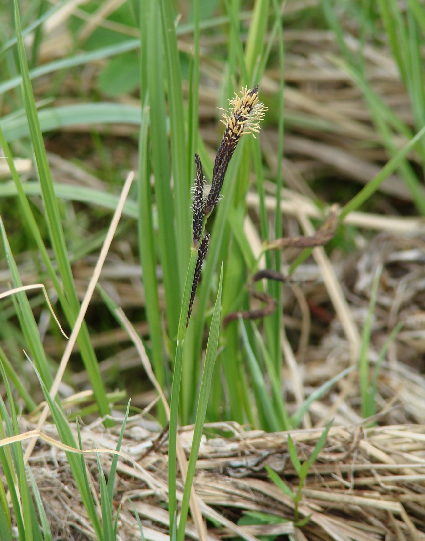 Image of Carex cespitosa specimen.