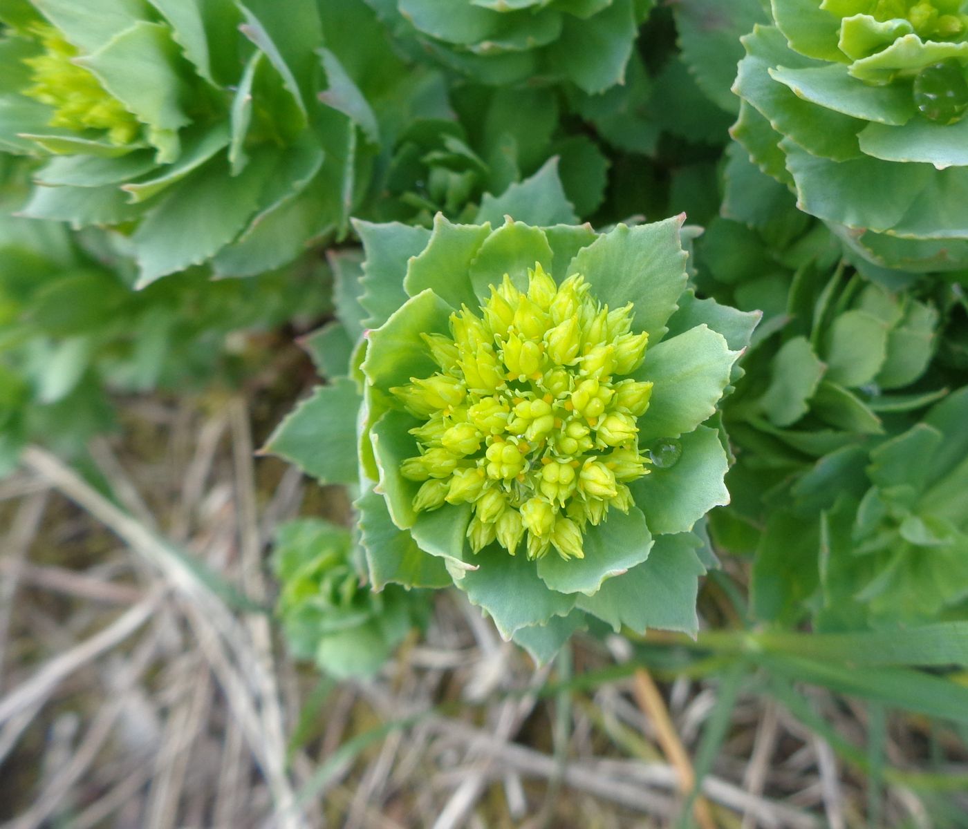 Image of Rhodiola rosea specimen.