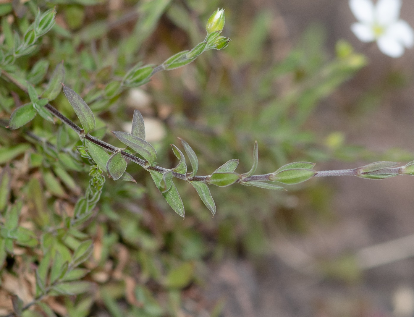 Image of Arenaria soratensis specimen.