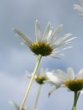 Leucanthemum ircutianum. Верхушка побега с соцветием. Беларусь, Витебская обл., окр. пос. Езерище, разнотравно-злаковый суходольный луг. 15.08.2020.