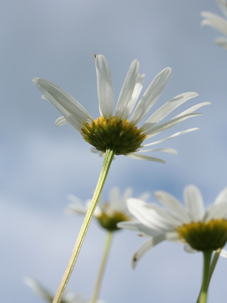 Изображение особи Leucanthemum ircutianum.