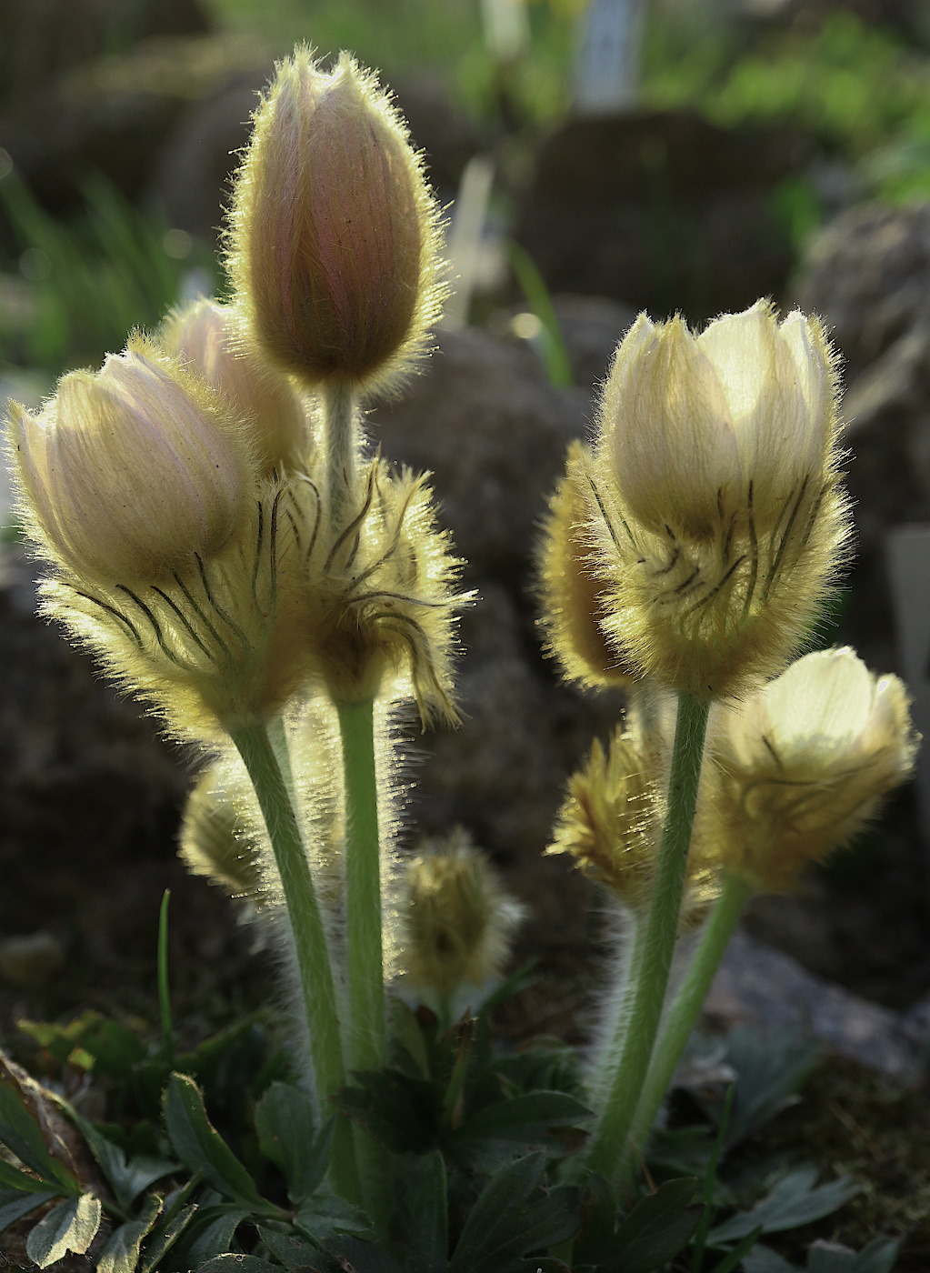 Image of Pulsatilla vernalis specimen.