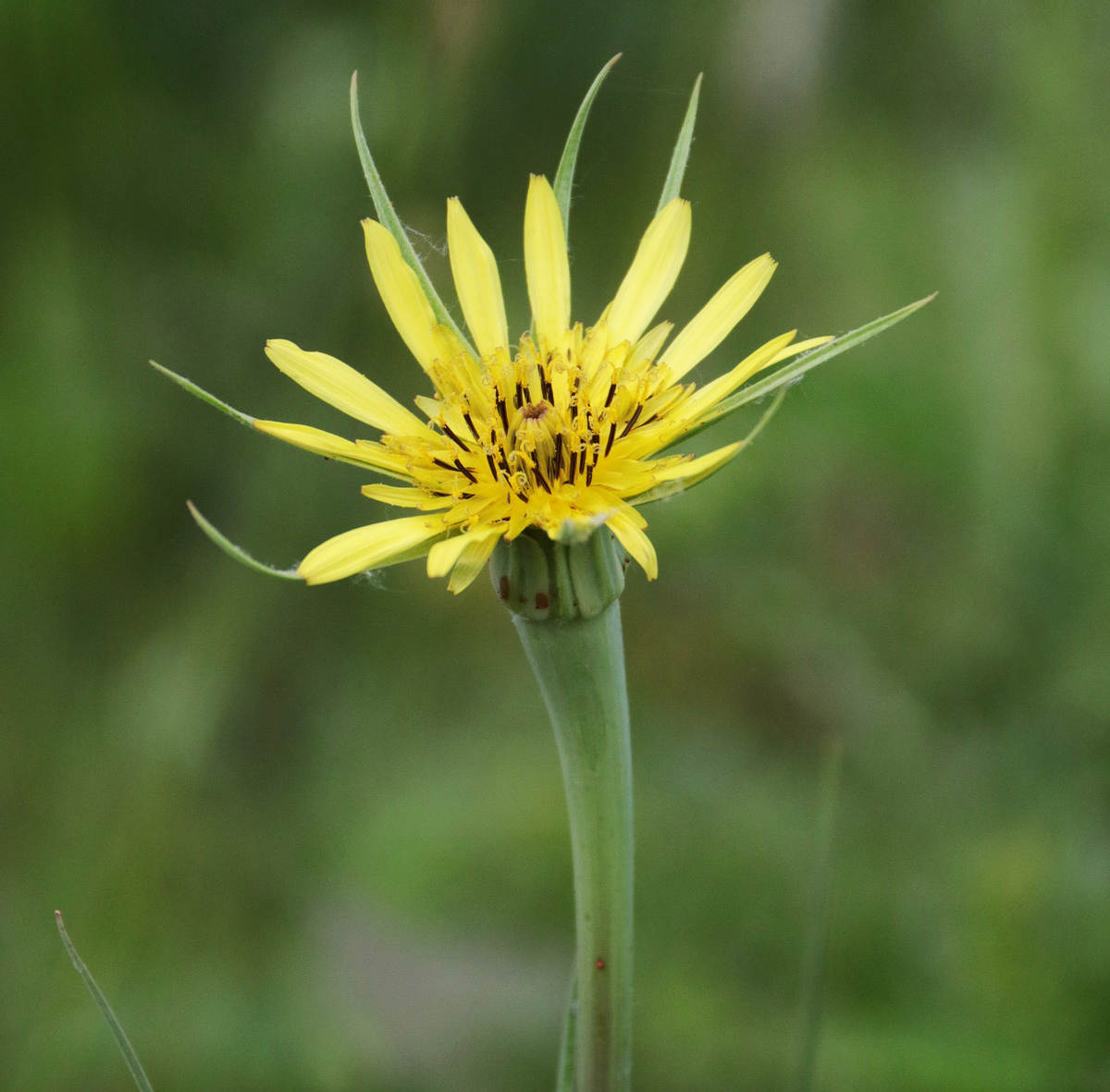 Изображение особи Tragopogon dubius.