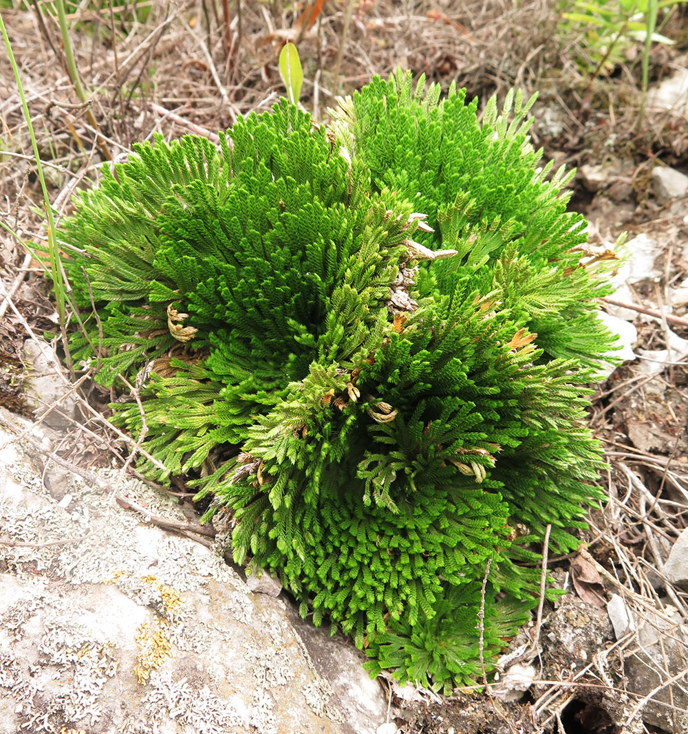 Image of Selaginella tamariscina specimen.