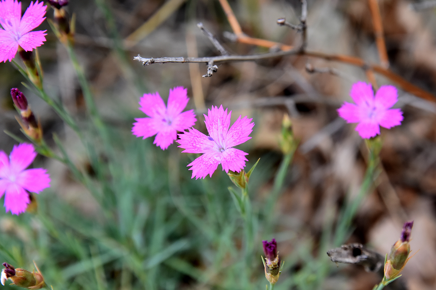 Image of Dianthus acantholimonoides specimen.