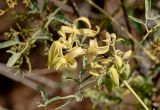 Clematis orientalis
