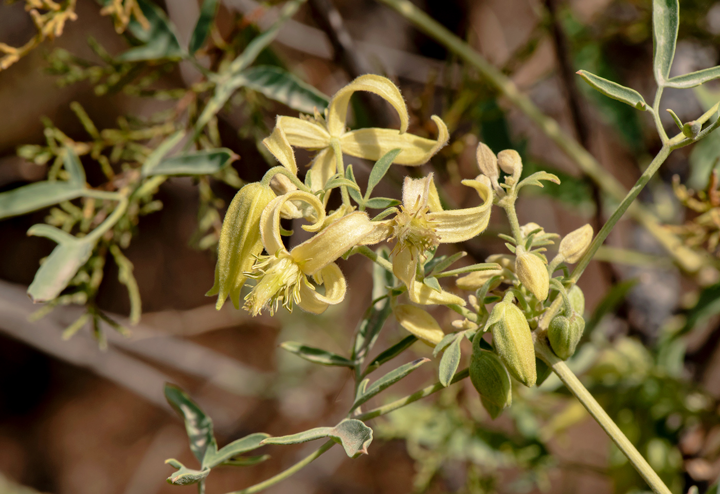 Изображение особи Clematis orientalis.