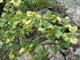 Ribes orientale. Верхушка ветви с соплодиями; некоторые листья поражены вирусом(?). Кабардино-Балкария, Эльбрусский р-н, окр. с. Нейтрино, ок. 1850 м н.у.м., среди камней. 09.07.2020.