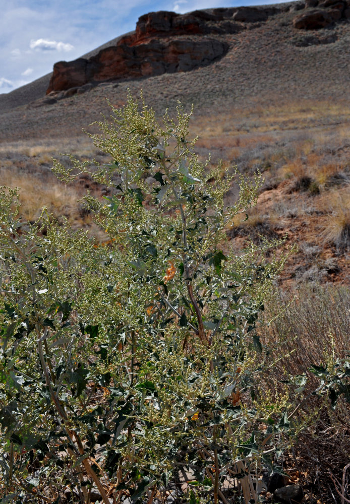 Изображение особи Atriplex aucheri.