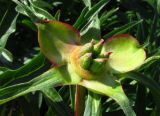 Paeonia intermedia