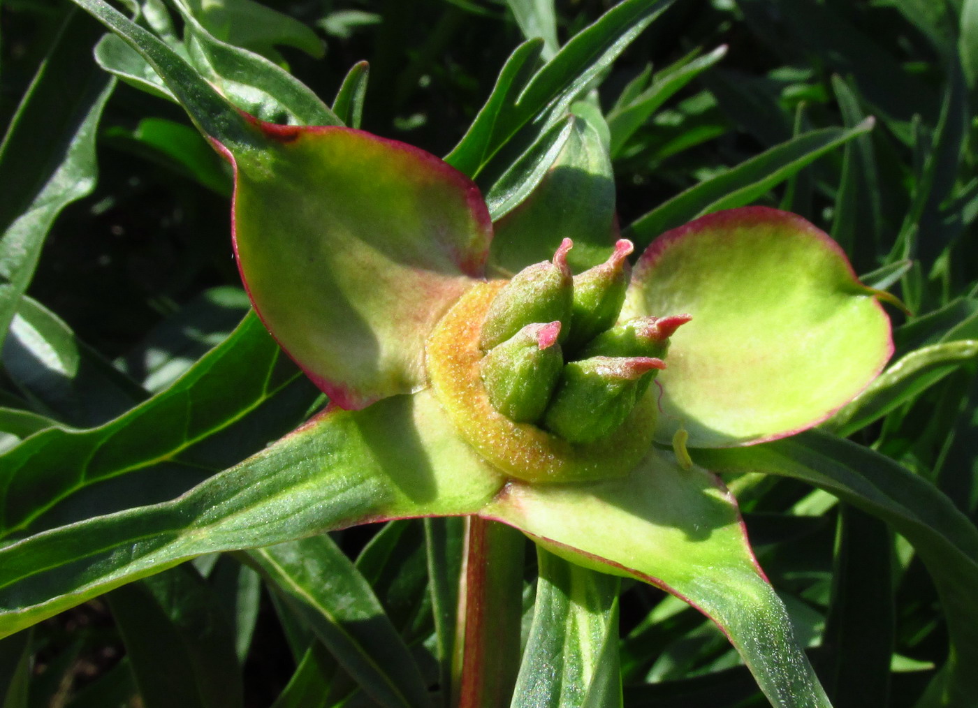 Изображение особи Paeonia intermedia.