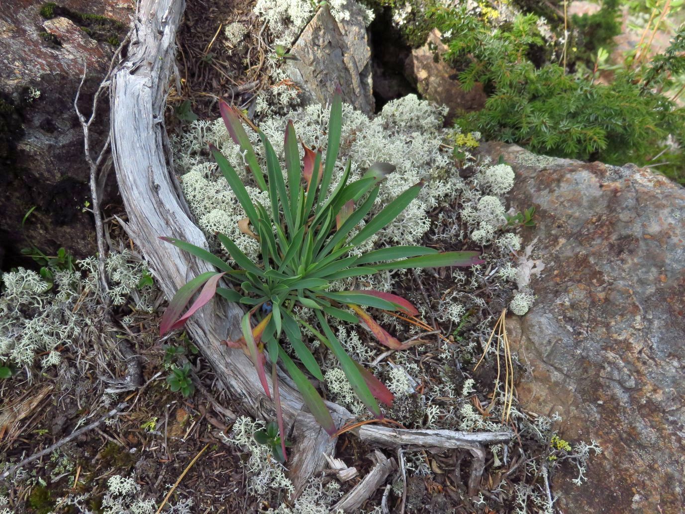 Image of Bupleurum martjanovii specimen.