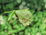 Trifolium repens. Лист (вид снизу) с поражениями грибами Polythrincium trifolii и Uromyces sp. Краснодарский край, Абинский р-н, ст. Ахтырская, ж. д. 09.06.2020.