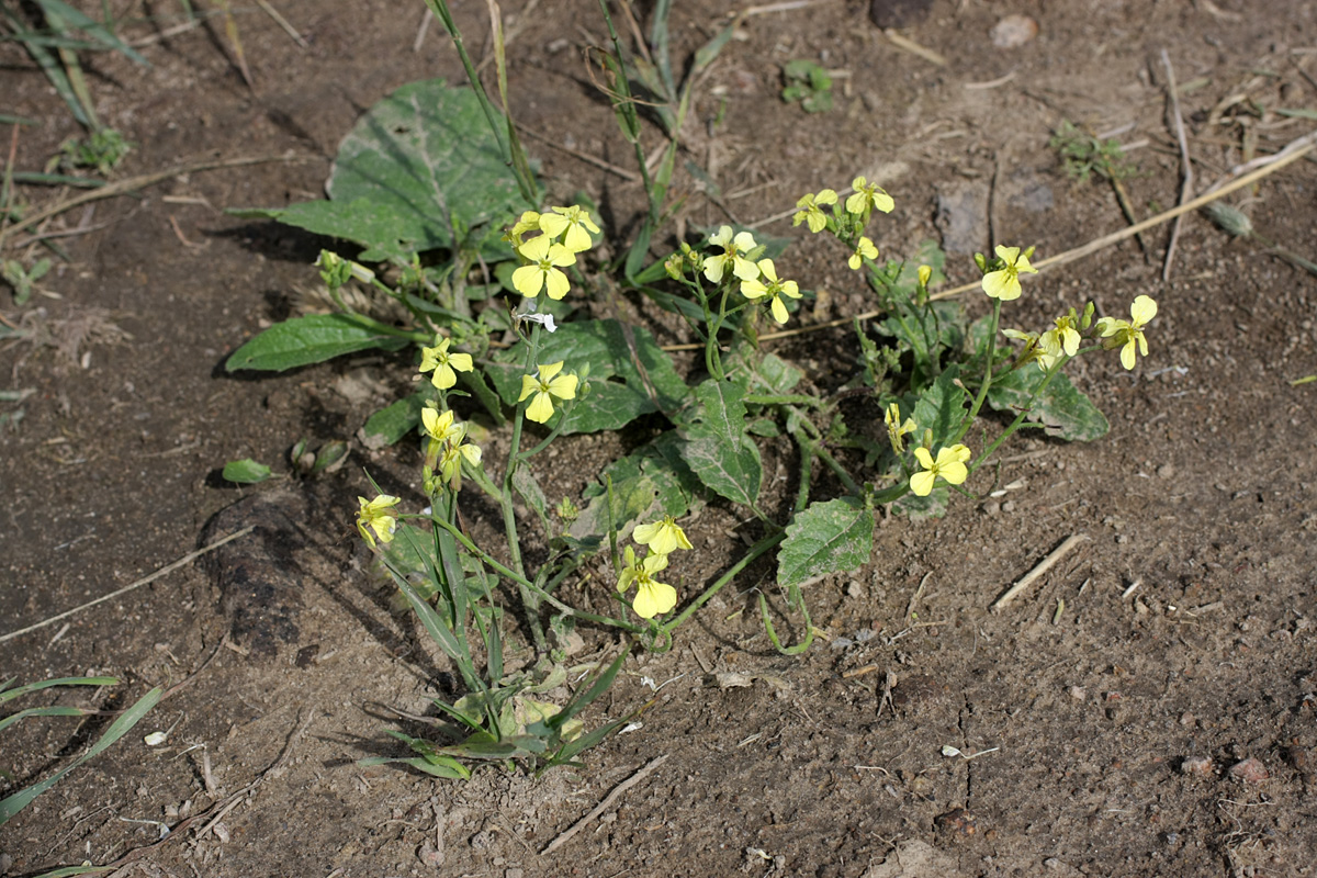 Изображение особи Raphanus raphanistrum.