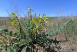 Astragalus farctus