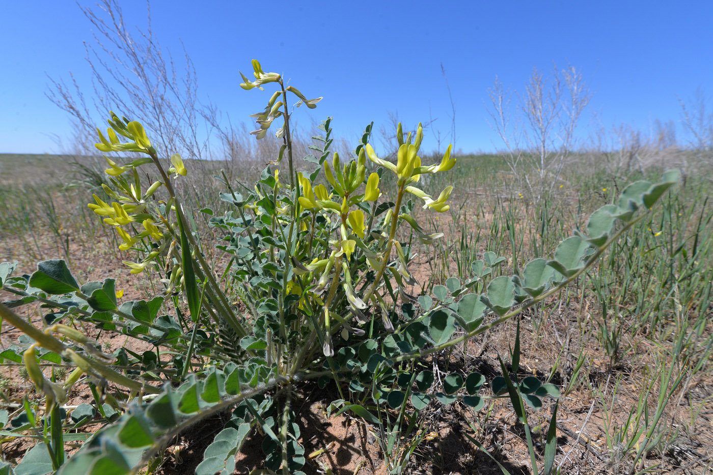 Изображение особи Astragalus farctus.