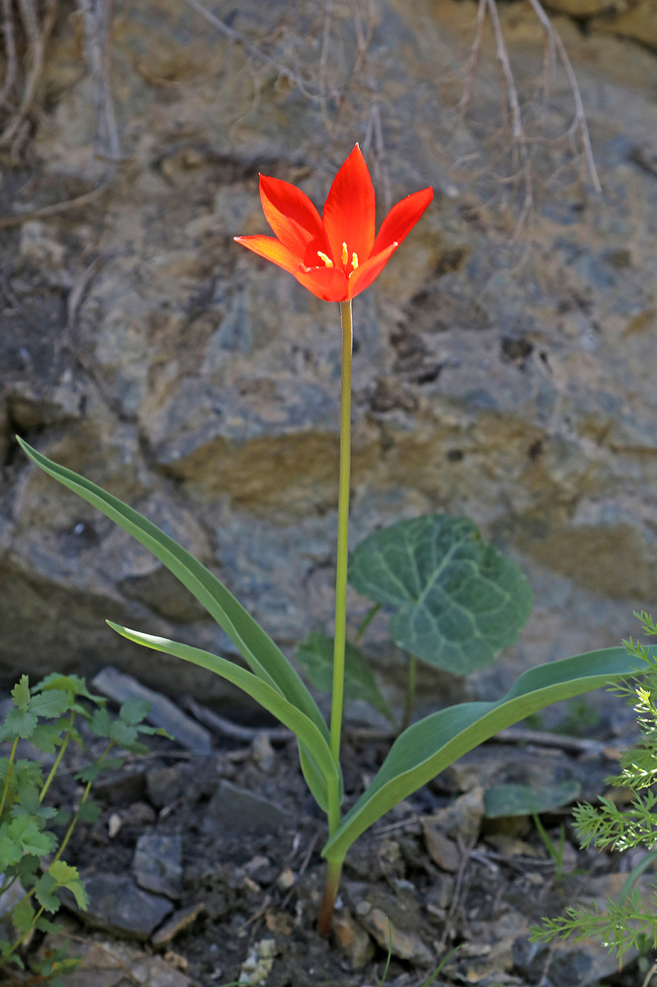 Image of Tulipa butkovii specimen.