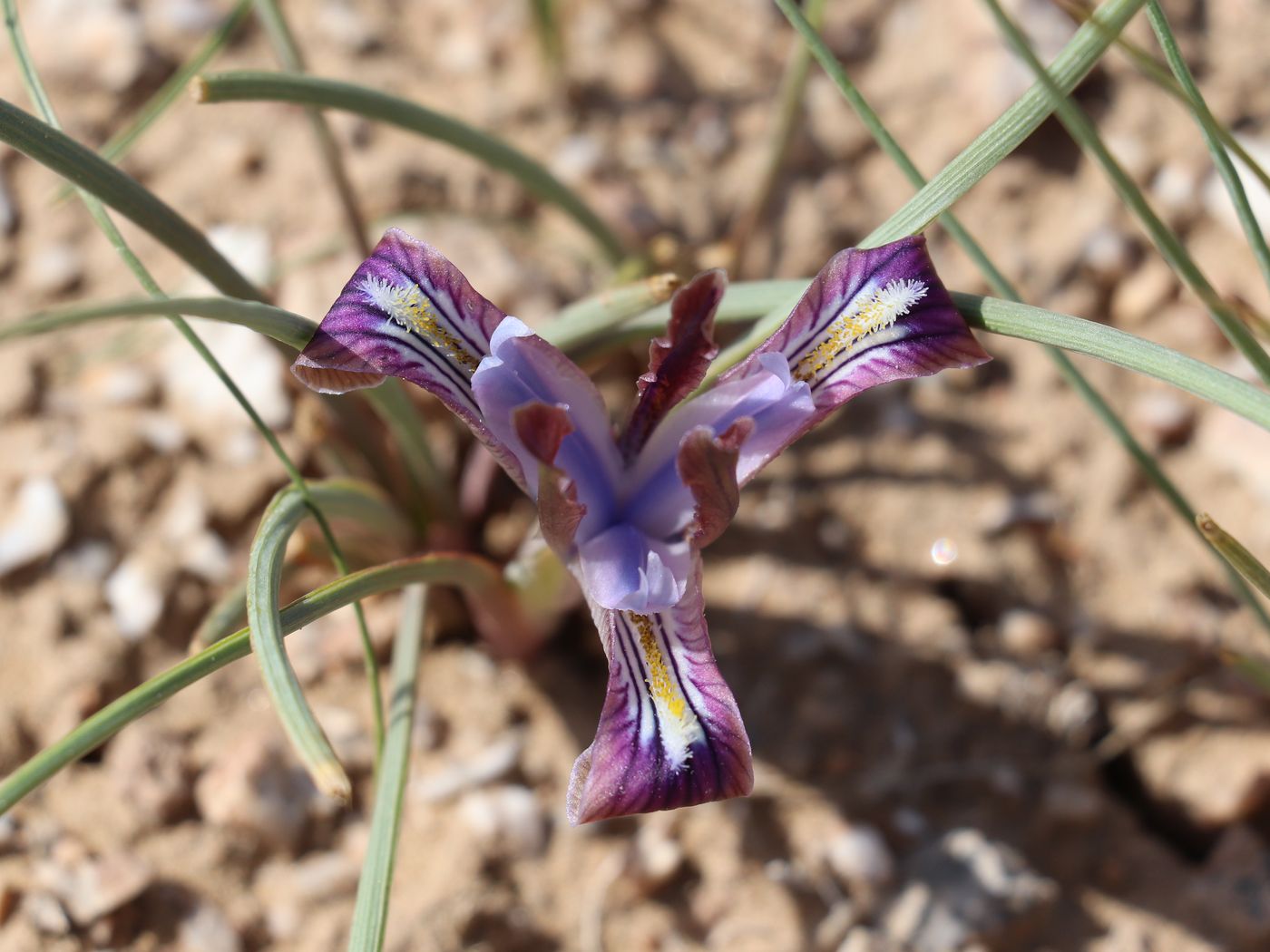 Image of Iris longiscapa specimen.