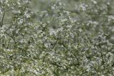 Crambe orientalis